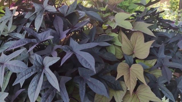 Посадите это растение не пожалеете.Ипомея Батат. Супер лиана. Растет как на солнце так и в тени. смотреть онлайн