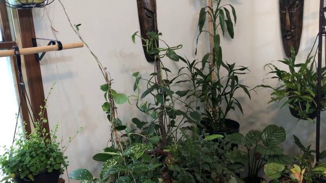 My Entire Philodendron Collection 30+ Amazing Species// Oct2020//#Houseplants смотреть онлайн