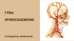 Кровоснабжение губ