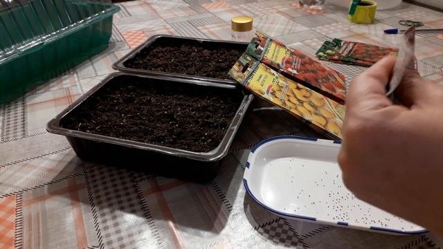 Посев земляники мелкоплодной (часть 1)