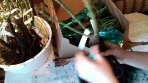 Посылка с розами из питомника Элит! Краснодарский край!