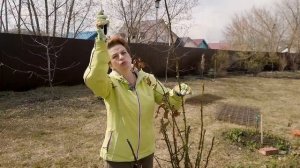 Как обрезать розу шраб? | Весенняя обрезка роз