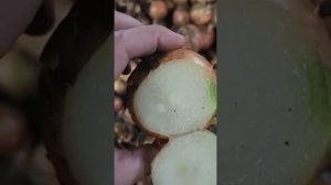 ЛУК НА ВЫГОНКУ СОРТ КАРАТАЛЬСКИЙ