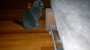 Вислоухая Кошка и Померанский ШПИЦ 🐾 В одной квартире