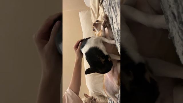 хотела погладить Фаню, но в кадр попали все 🥹❤️ #чихуахуа #собака #chihuahua #chiwawa #dog