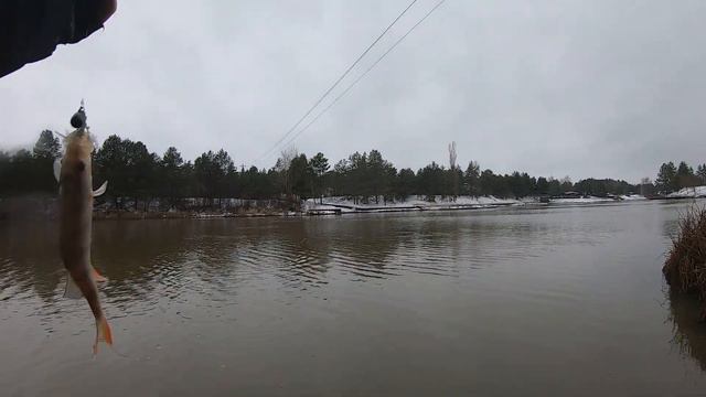 ЗИМОВА РОЗДАЧА!!! Щуки лютують. Риболовля на Обвідному