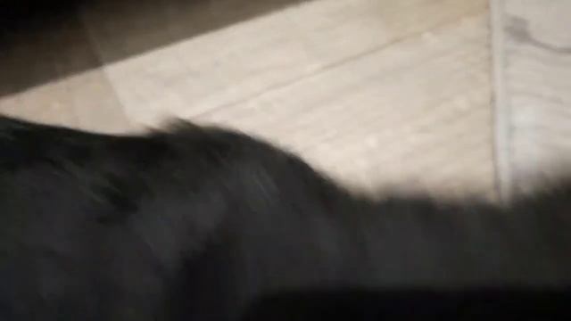 //ЗАБРАЛИ ЩЕНКА РОТВЕЙЛЕРА!// ПЕРВЫЙ ДЕНЬ С ГРЕЕМ// #ротвейлер #Грей #щенок смотреть онлайн