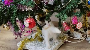 Маленький котенок играет с игрушками, которые висят на елке.