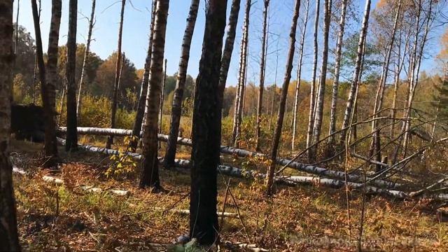Тур грибоедов в золотой лес. Полно чернушек, красных опят и других грибов