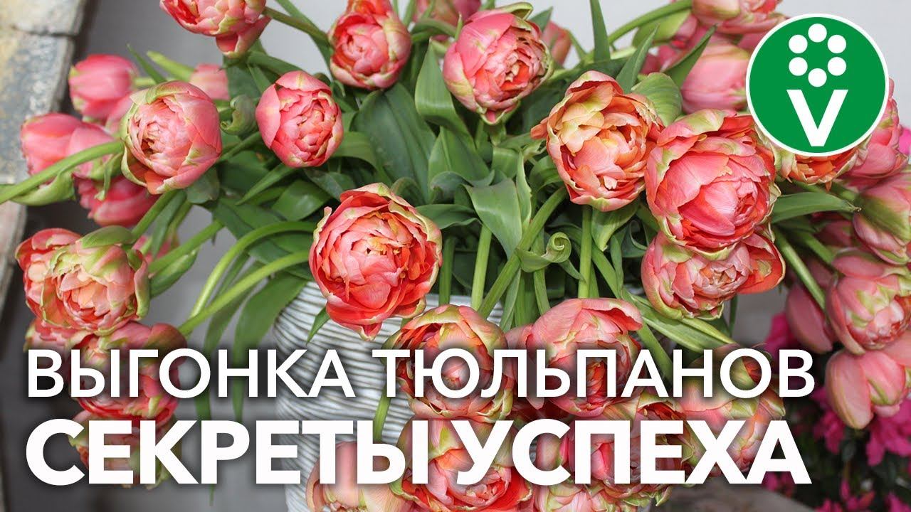 УЖЕ ПОРА! ПРОСТО И ДОСТУПНО О ВЫГОНКЕ ТЮЛЬПАНОВ к 8 Марта и не только! НАДЕЖНЫЕ, ПРОВЕРЕННЫЕ способы