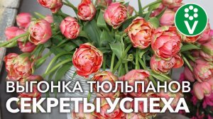 УЖЕ ПОРА! ПРОСТО И ДОСТУПНО О ВЫГОНКЕ ТЮЛЬПАНОВ к 8 Марта и не только! НАДЕЖНЫЕ, ПРОВЕРЕННЫЕ способы