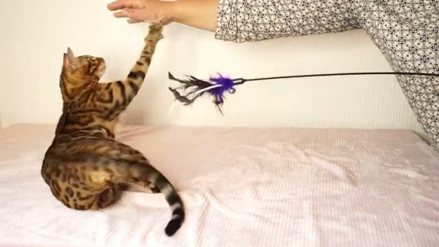 Питомник Бенгальских кошек "ДОМАШНИЙ ЛЕОПАРД". Кошка Bessi. смотреть онлайн