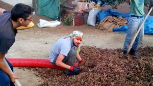 Очистка фундука фермерами Турции ч.2