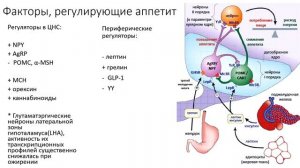 Костенко Ю. Б. - Физиология и современная медицина. Цикл научных докладов - Лекция 9