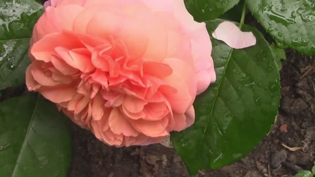 Абрахам дерби.. От бутона до помпона. mp4 смотреть онлайн