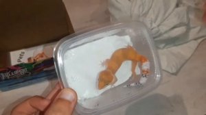 РАСПАКОВКА ОБЗОР РЕПТИЛИЙ