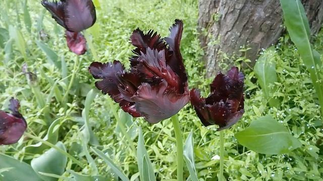 Чёрные тюльпаны. Black Parrot (Блэк Перрот) смотреть онлайн