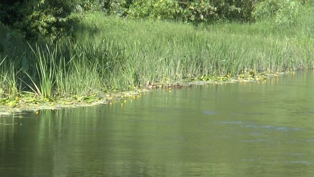 Река Сок. Самарская область, село Красный Яр. смотреть онлайн