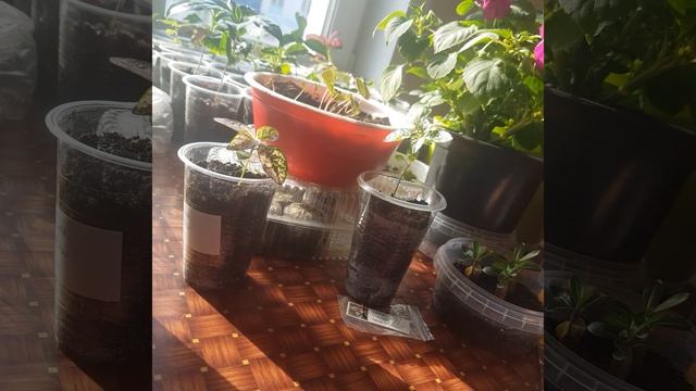 Гипоэстес из семян (часть 1) смотреть онлайн