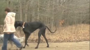 Самая большая собака