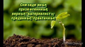 Какая у тебя стихия по знакам зодиака?