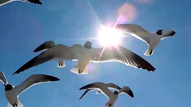 КАНИКУЛЫ ЛЮБВИ