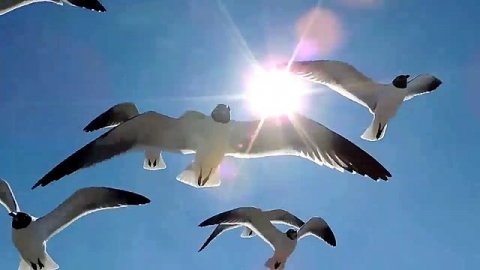 КАНИКУЛЫ ЛЮБВИ