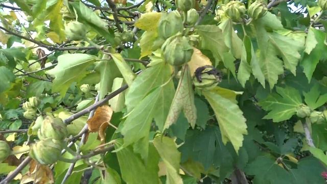 Hibiscus syriacus var. Resi čes. ibišek syrský смотреть онлайн