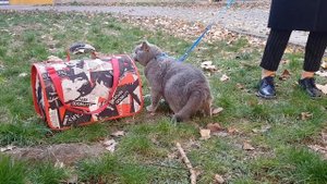 Британский кот на прогулке)Вот так мы и гуляем?))