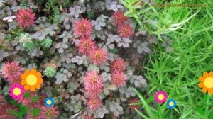 Ацена безоружная буханана. Краткий обзор, описание характеристик, где купить рассада acaena inermis