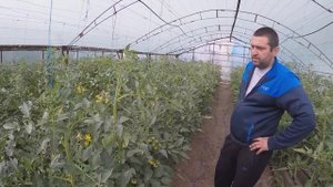 Томат в теплице - Садовое - серия 6. Помидор в теплице. Технология выращивания помидора в теплице
