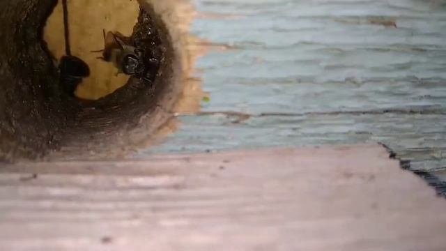ОБРАБАТЫВАТЬ ЛИ ПЧЁЛ ОТ КЛЕЩА ВАРРОА РАННЕЙ ВЕСНОЙ.