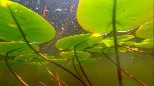 ПОДВОДНЫЙ МИР МЕЩЕРЫ (ОЗЕРО ЧЕРНЕНЬКОЕ) 2023.06.08