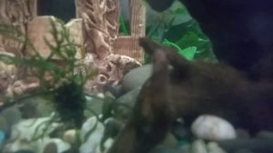 аквариум для астронотуса  на 120 литров