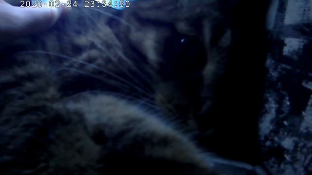 А вас укладывают котейки спать???..... смотреть онлайн