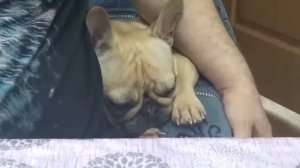 французский бульдог Бонита храпит French bulldog sleep