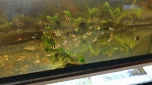 #Аквариум#Как я делаю перегородки съёмные в #аквариум#