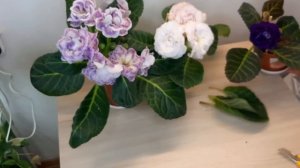 ГЛОКСИНИИ МОЙ УХОД от А до Я / РАЗМНОЖЕНИЕ /УДОБРЕНИЕ  /ГРУНТ / ХРАНЕНИЕ