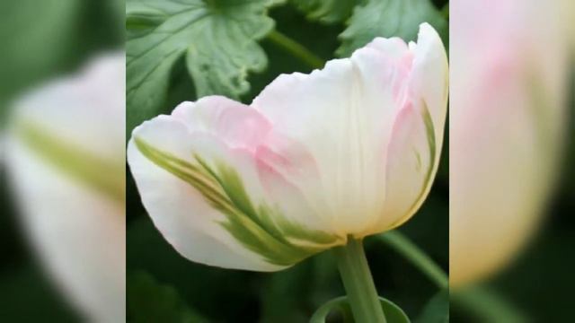 99 Год Тюльпана. #годтюльпан, #тюльпанпарамир, #ентнеизвестный, #годбумаги,  #мишьен,#простоенот смотреть онлайн