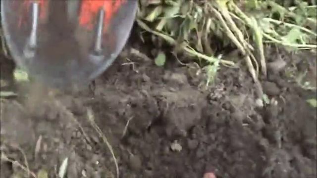 Вот такая выросла картошка!!!Копаем картошкуЧто посадили и что получили)) смотреть онлайн