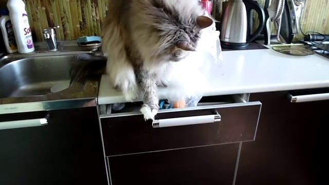 Высшая степень пофигизма или попытка похищения Века ))) смотреть онлайн