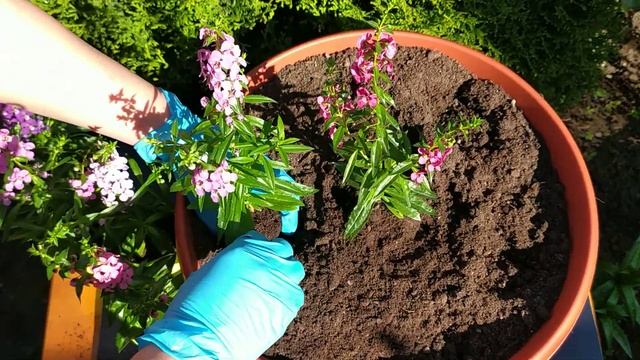 Ангелония Серенита (Angelonia Serenita ). Посадка на ПМЖ. смотреть онлайн
