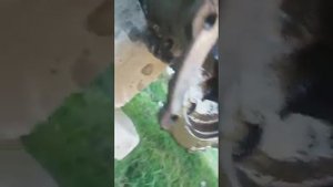 Замена полуоси задний мост военный