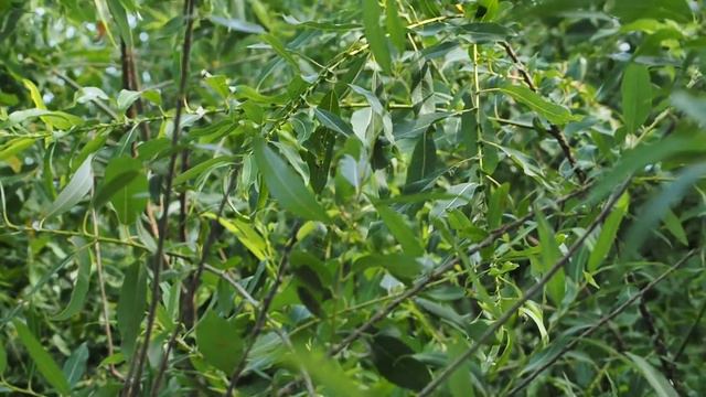 Песня Иволги смотреть онлайн