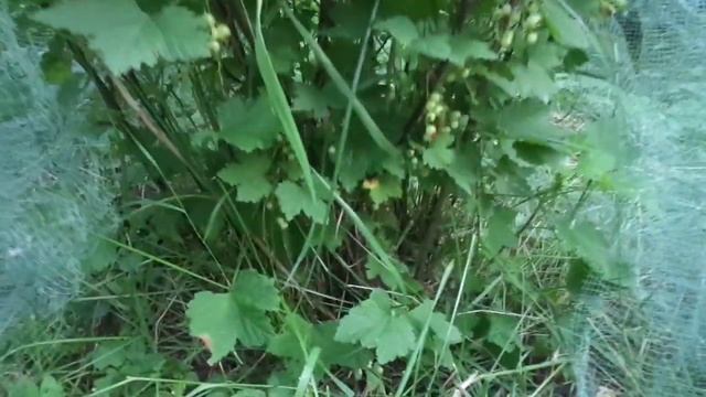 Обрезка смородины красной и белой.