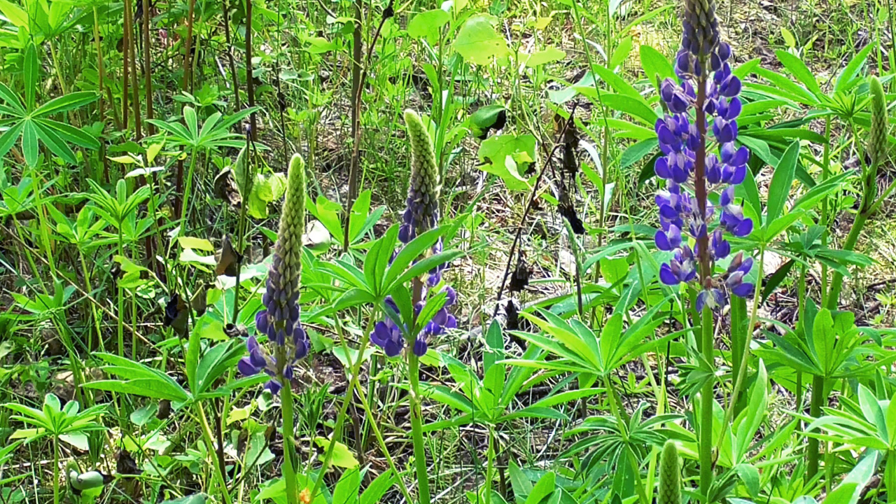 Пейзажи лета: лесные цветы в июне. Звуки живой природы.