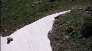 Белокоготный медведь.