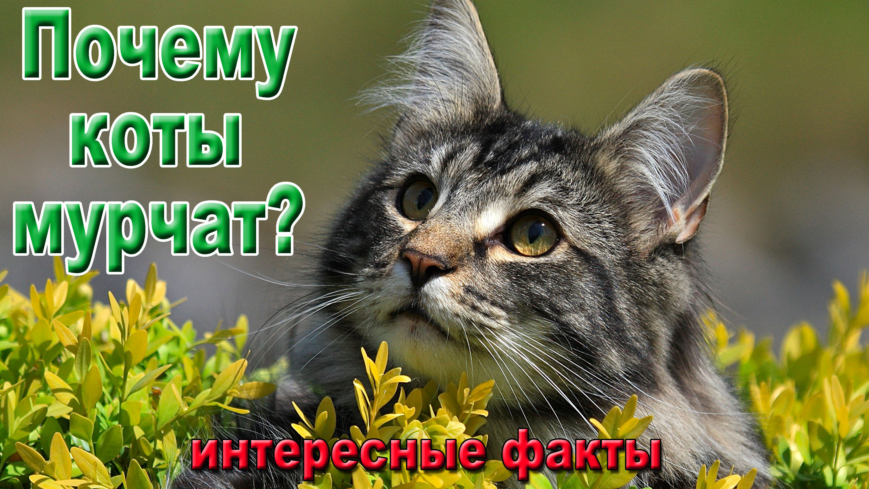 Почему коты мурчат? Интересные факты.