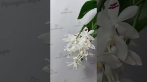 Орхидея фаленопсис Тетраспис (Phalaenopsis Tetraspis x sib)