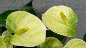 Anthurium Vanilla Lime